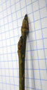 bird-cherry (prunus padus), buds cone-shaped, oblong and pointy, numerous oblong lenticels. 2009-01-26, Pentax W60. keywords: cerasus padus, putiet, pado